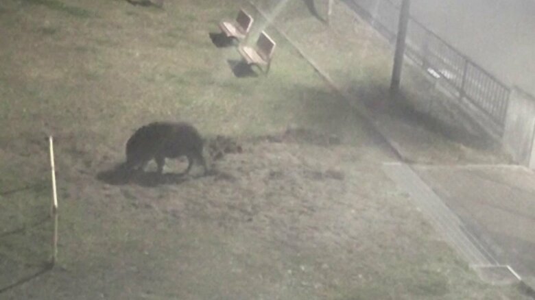 またきた“穴掘り”イノシシ　せっかく…市の職員といたちごっこ　公園にエサ？｜FNNプライムオンライン