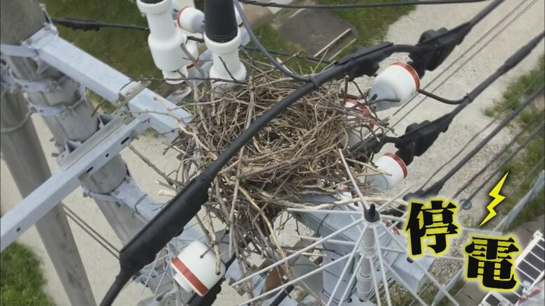 電柱への営巣による停電が多発