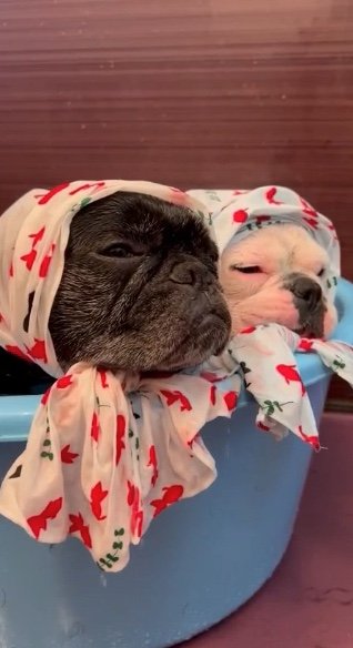 お風呂ではうとうと（提供：天使の笑顔さん）