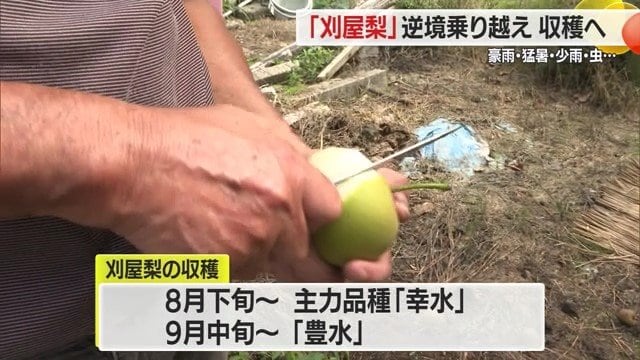 2年続けての厳しい天候を乗り越え、おいしい刈屋梨の収穫・出荷が待ち遠しい