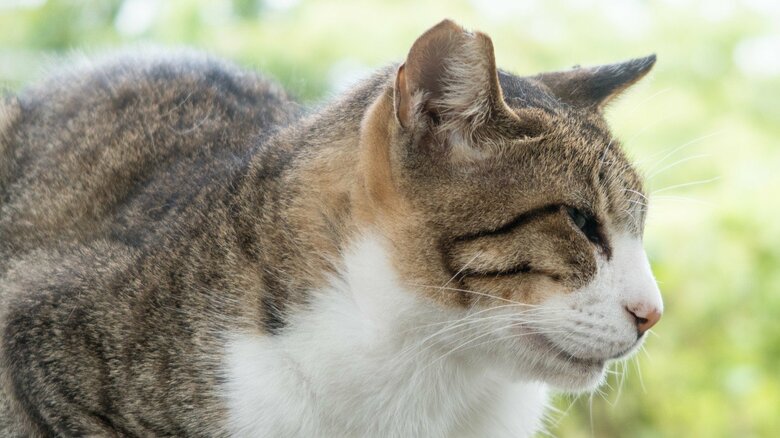 地域猫は耳がカットされている（画像はイメージ）