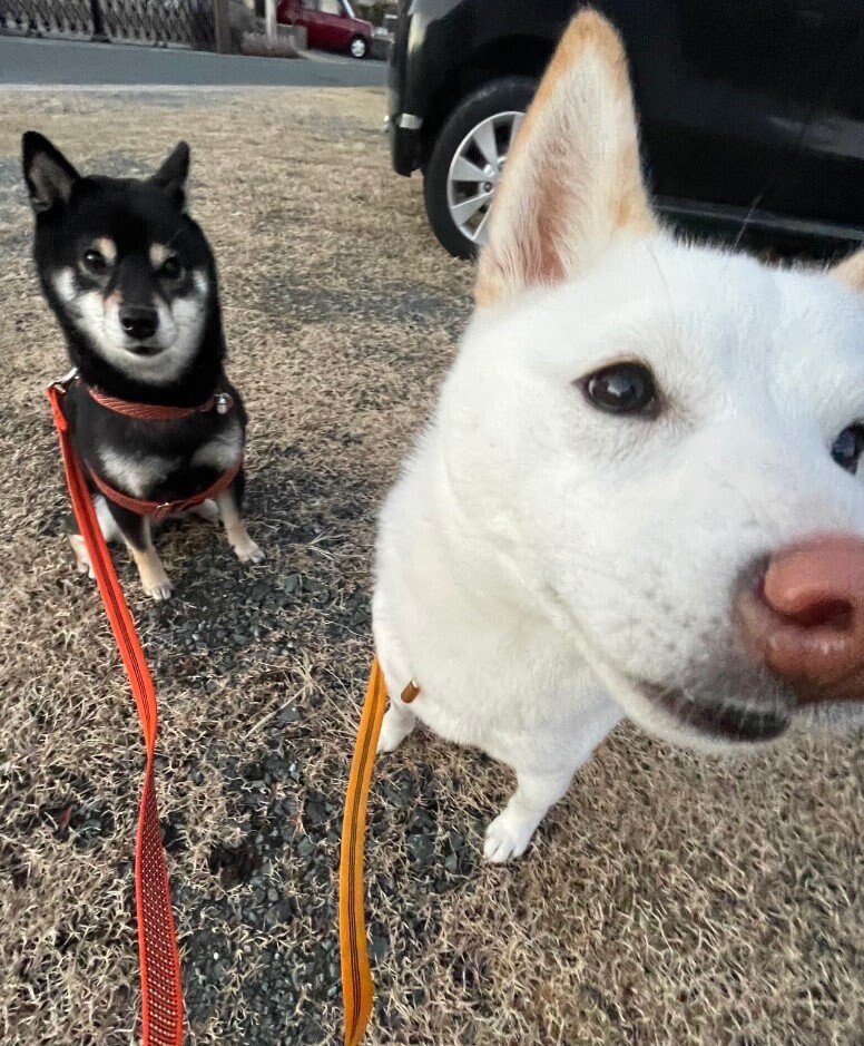 提供：柴犬のくぅとそらさん