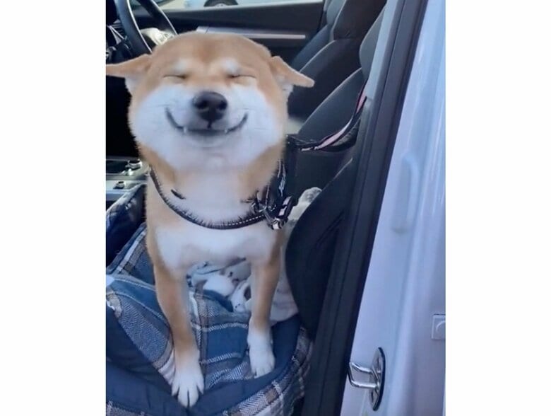 提供：柴犬 雷吾さん