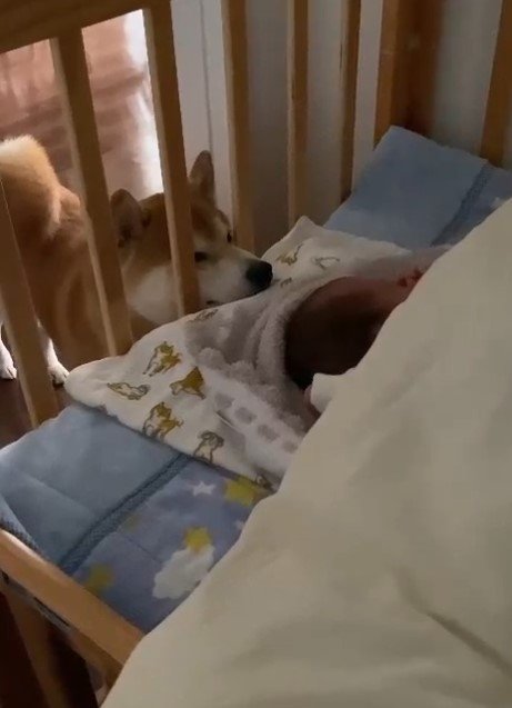 提供：torakichi602さん