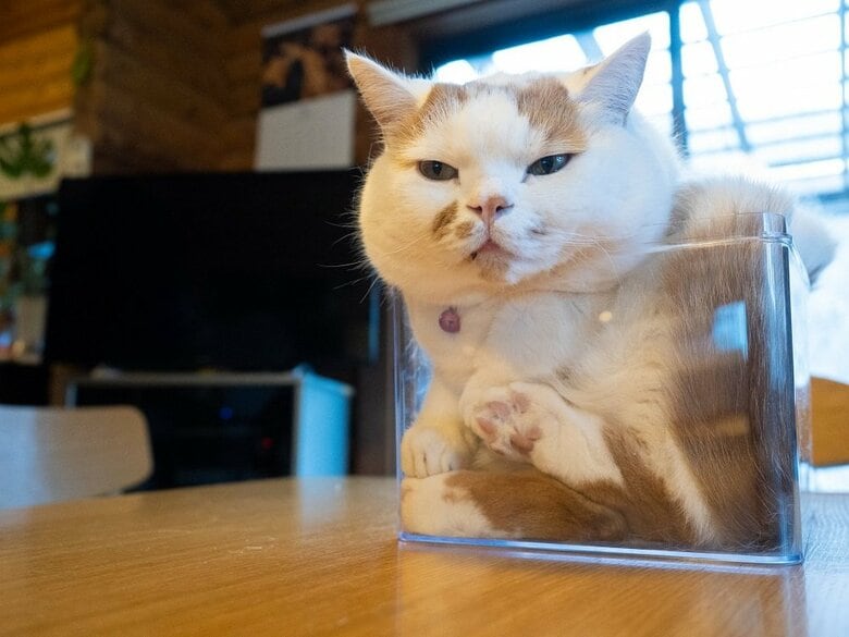 頭は入りませんでした（提供：MARCOさん）