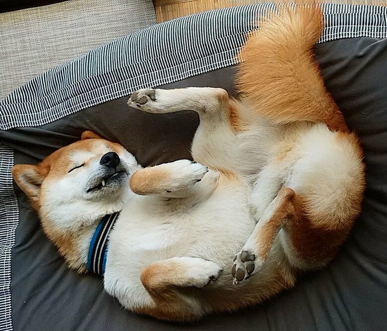 へそ天でぐっすり