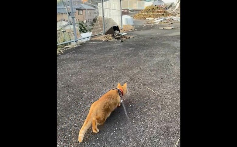 忍び寄るつぶちゃん