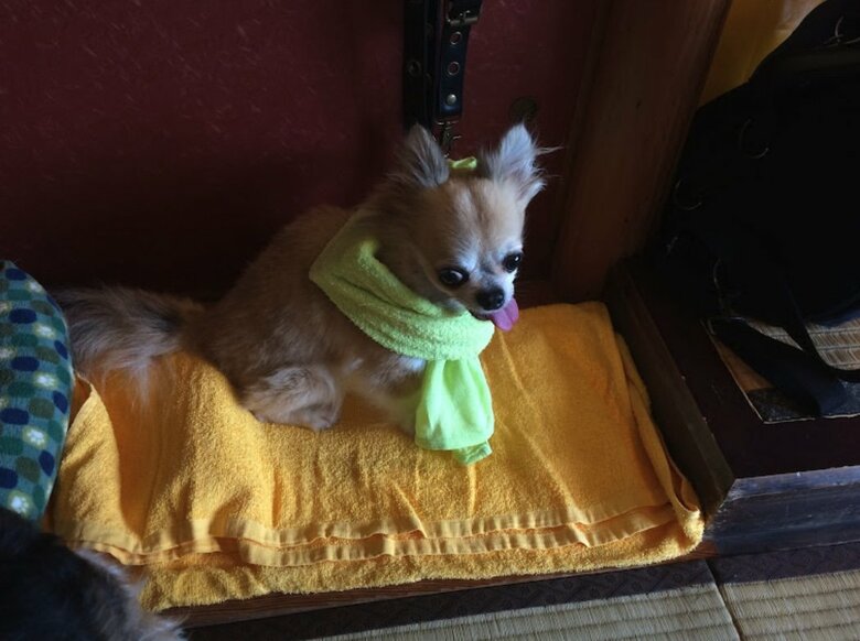 暑さに弱く、首に保冷剤（提供：榊 柾人さん）