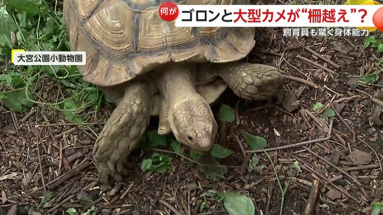 天気が良いと活発に動き回るカメキチ