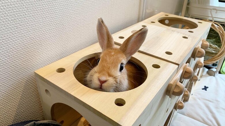 提供：げんまいとうるちさん