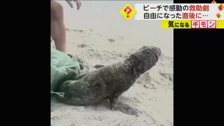 網から抜け出すオットセイ