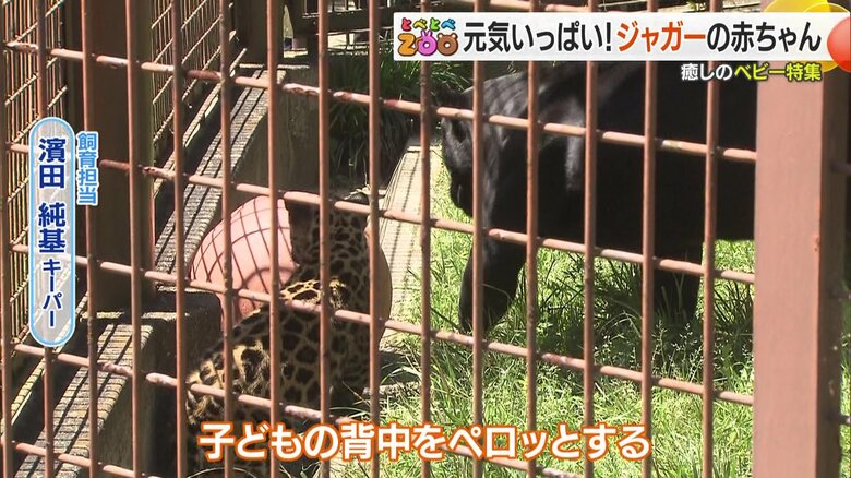 お母さんジャガーと赤ちゃんジャガー