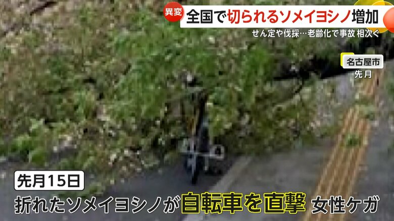 折れたサクラの木の枝が走行中の自転車を直撃した名古屋市の現場