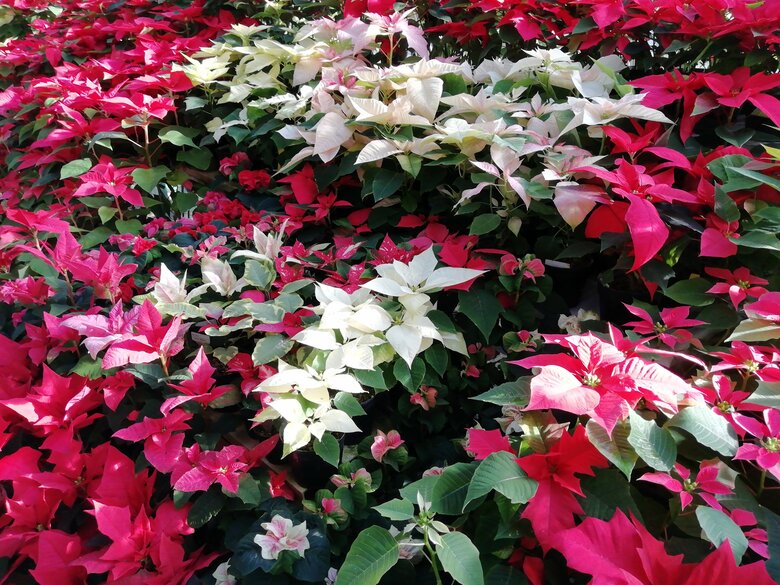 ポインセチア（提供：京都府立植物園）