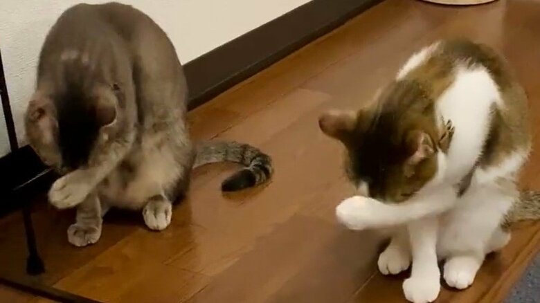 過去のシンクロその2。顔を洗う構図も似ている