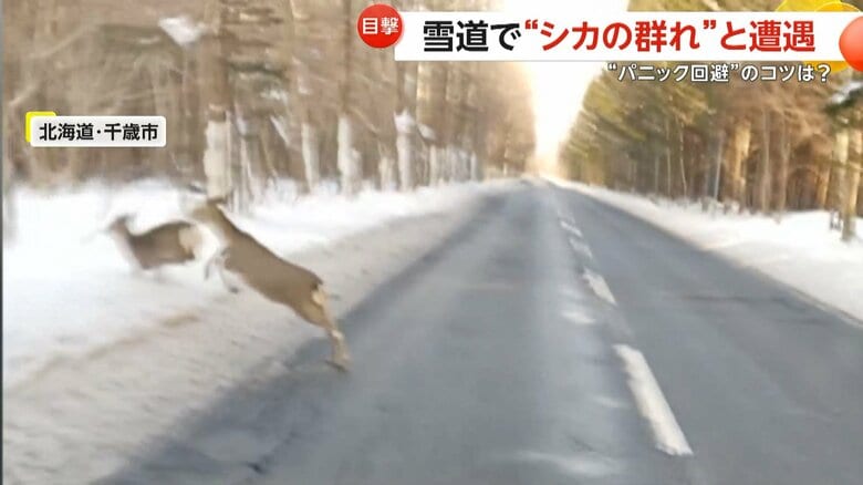 シカの群れが相次いで道路を横断する瞬間（2025年12月16日、北海道・千歳市）④