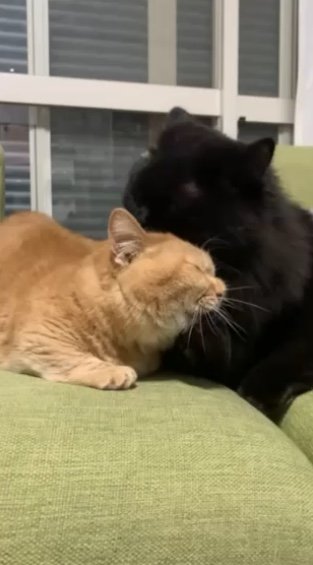 提供：サスケと小春さん