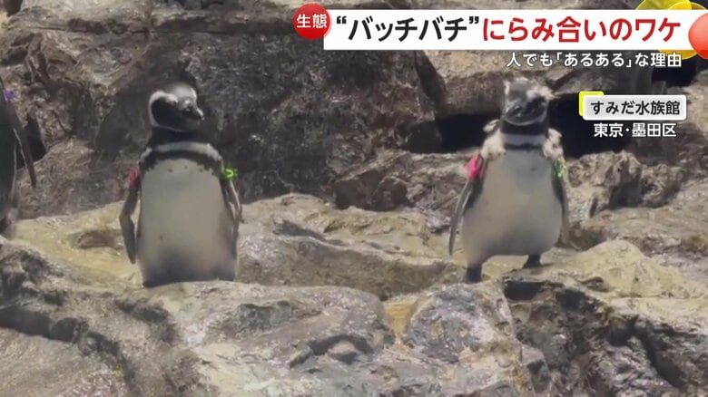 普段は穏やかなペンギンたち（提供：すみだ水族館）