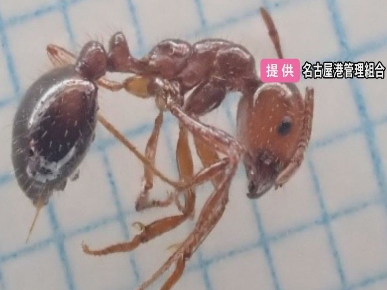 強い毒持つヒアリ1000匹以上…環境副大臣が発見場所を視察「これだけの女王アリの発見重く受け止める」