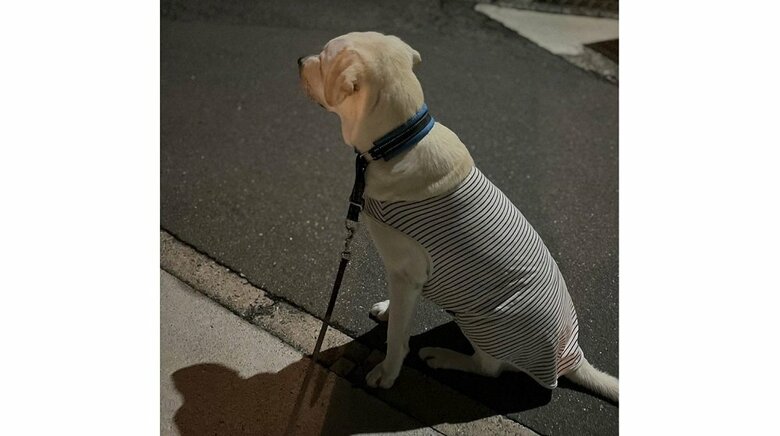飼い主さんの息子さんの帰宅を待っている