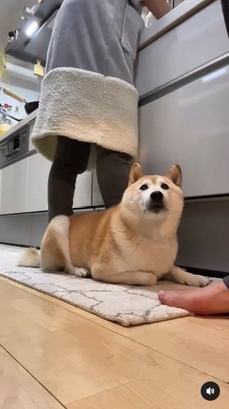 提供：柴犬Mamesuke・Korosuke大阪さん