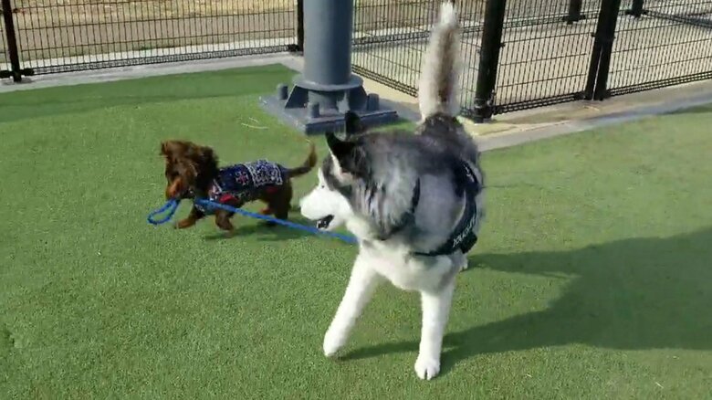 帰宅阻止された後は元気に遊んでいた