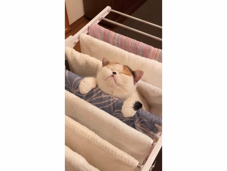 洗濯物に挟まるあんみつ（提供：みかんとじろうさんちさん）