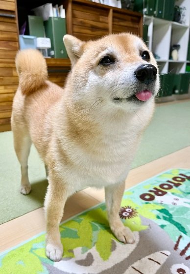 「ごはんがおいしかった！」の表情