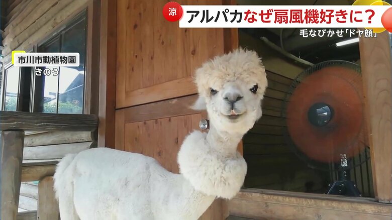 扇風機の風を顔全体で浴び、お口をモグモグしていた新たな動画