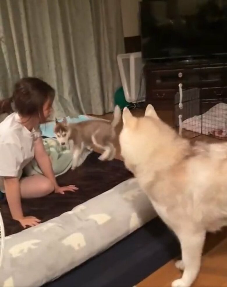 すぐにココちゃんも注意（提供：ココとイチのままちゃん）