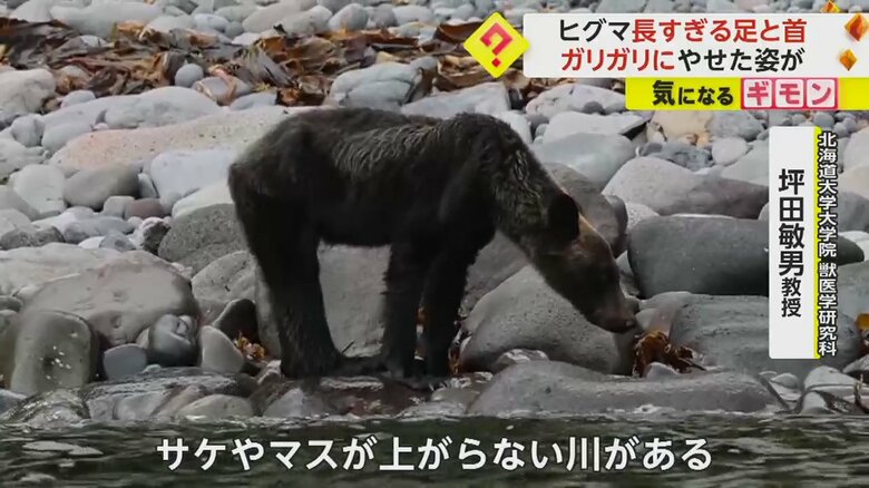 餌が少ないためやせてしまったとのことだ