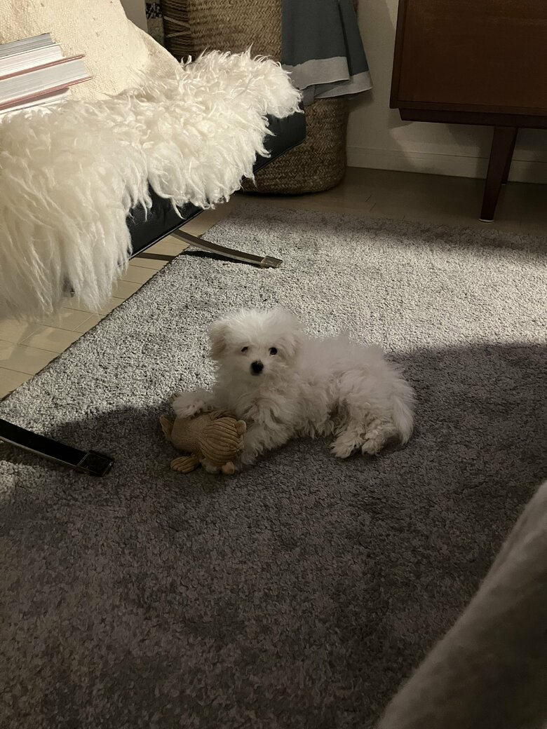 提供：白く、柔らかな犬さん