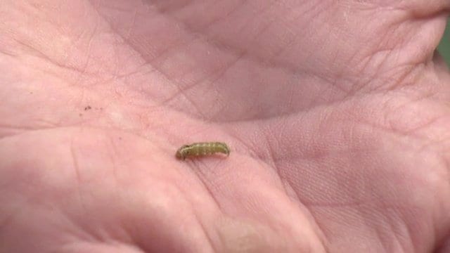 ネットや農薬で対策をしても入り込んでくる