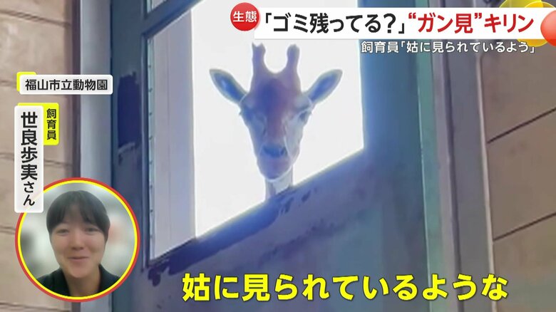 「しゅうとめに見られているような」と掃除にぬかりがないかと緊張してしまうという飼育員