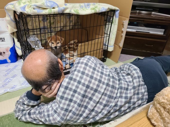 ケージに入る麦くんを見つめるお父さん