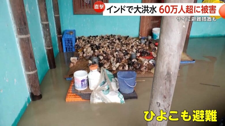 庭に避難していた大量のひよこ