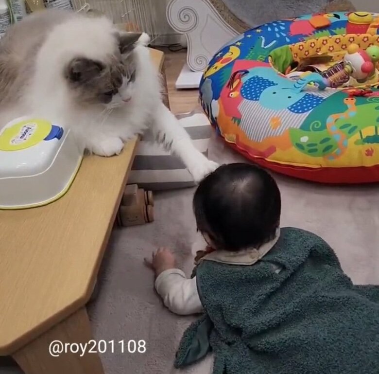 提供：ロイ(Roy)くん@ラグドールさん