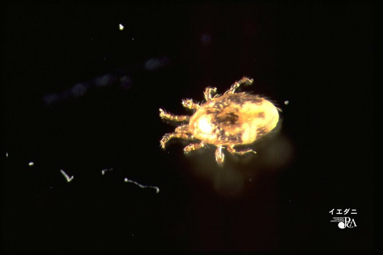 イエダニ（画像提供：日本ペストコントロール協会）