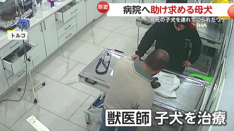 子犬を治療する獣医師たち