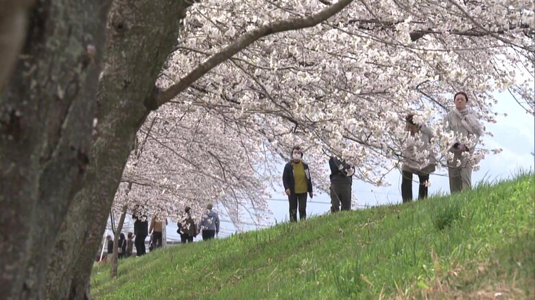 地域に愛され守られてきた桜並木