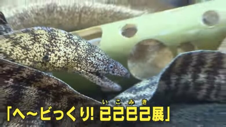 宮島水族館（広島県廿日市市）