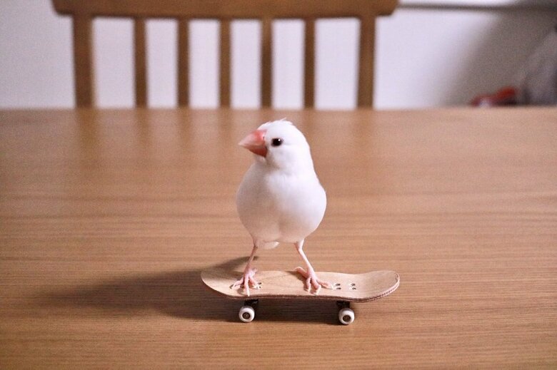 しっかりとバランスよくスケートボードに乗るおチビちゃん