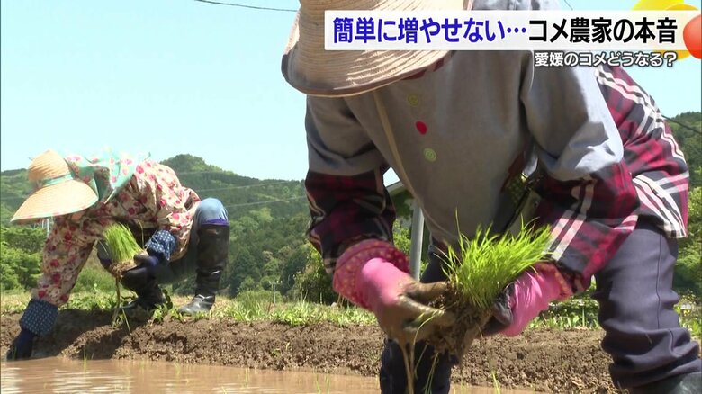 「コメ価格は普通というか・・・人件費も出ない」
