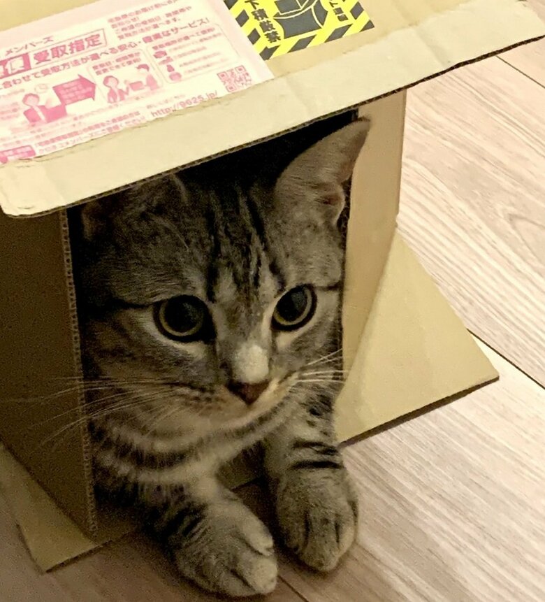 段ボール箱に入るあんこくん