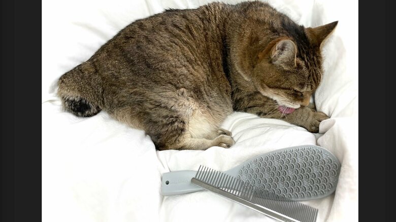 定期的なブラッシングも行う（提供：飼い主さん）