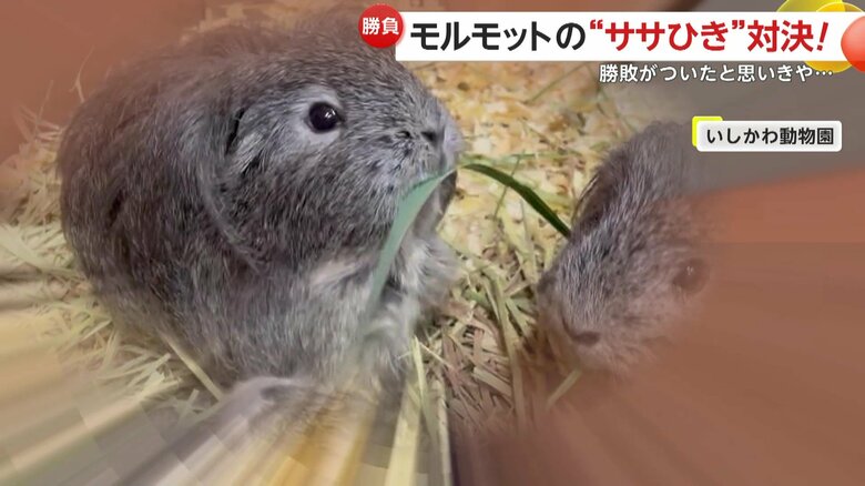 “負けるが勝ち”といった強さを見せたコーキアツ