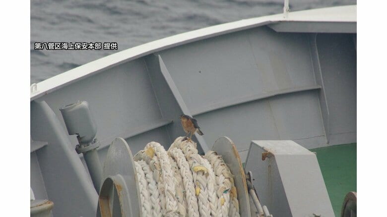 巡視船いわみに降り立った鳥