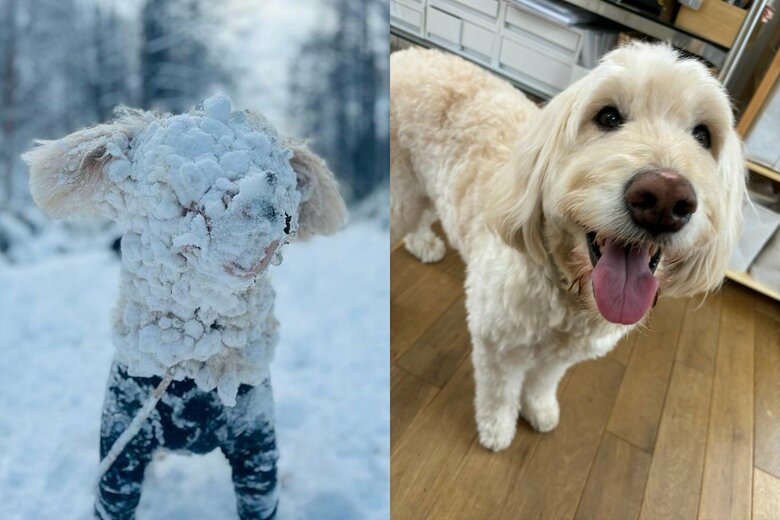 左：雪まみれのアロちゃん　右：普段のアロちゃん（提供：hair.axis）