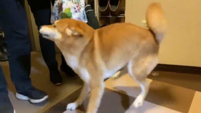 お父さんとお母さんが帰ってきて大喜び