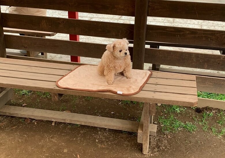 ドッグランでのふわちゃん